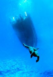 Free-diver, Mozambique.The skipper came down to  30 m wit... by Claudia Pellarini 